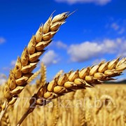 Пшеница пятого класса