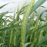 Микроудобрение на озимую пшеницу