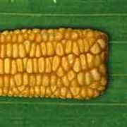 Семена гибрида кукурузы Жавир 290 МВ (ФАО 290) Среднеранний | Простой модифицированный фотография