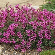 Смолевка Шафта (Silene schafta) фото