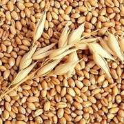 Пшеница/Wheat фото