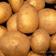Картофель продовольственный товарный,средней и мелкой фракции сорта Фантазия, Дезире. фото