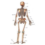 Книги по анатомии человека фотография