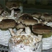 Мицелий грибов Шии-таке