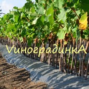 Саженцы винограда :ранние, средние, поздние фото