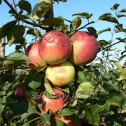 Саженцы яблонь Белорусское сладкое фотография