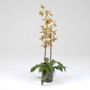 Орхидея в горшке фотография