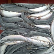 Рыба Скумбрия АТФ, 300-600 грамм фото