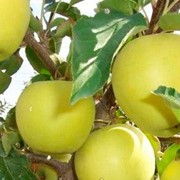 Саженцы яблонь сорт Голден Деллишес фото
