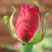 Розы в срезке фотография