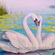 Картина по номерам Лебединая нежность фото