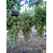 Столовый виноград оптом от производителя фото