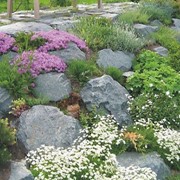 Растения почвопокровные (ковровые) для альпинариев, рокариев, каменистых садов фотография