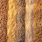 Пшеница, ячмень, гречиха, кукуруза, горох, рапс. Зерно. Семена. Опт опо Украине фотография