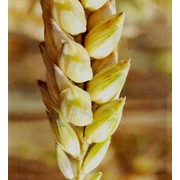 Семена озимой пшеницы,ячменя,рожь Тритикале рапс фото