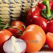 Овощь свежий Alfa-Nistru фото