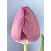 Луковицы тюльпанов - сорт Negrita 12+ фотография
