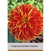 Георгина Garden Festival