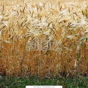 Культуры кормовые зерновые фотография