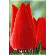 Тюльпаны Capri фото