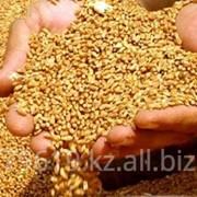 Продажа пшеницы фотография