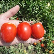 Семена томата Калиста фотография