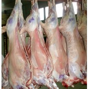 Мясо баранины, полутуши, охлажденные фото