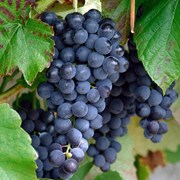Саженец винограда Кишмиш “Черный султан“ фото