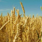 Пшеница, продажа пшеницы, экспорт пшеницы