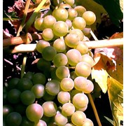 Виноград сорт Бианка фото