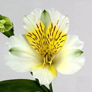 Срезанный цветок Альстромерия Calgary