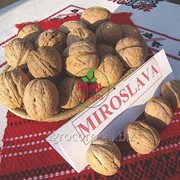 Саженец грецкого ореха средне рослый сорт Мирослава