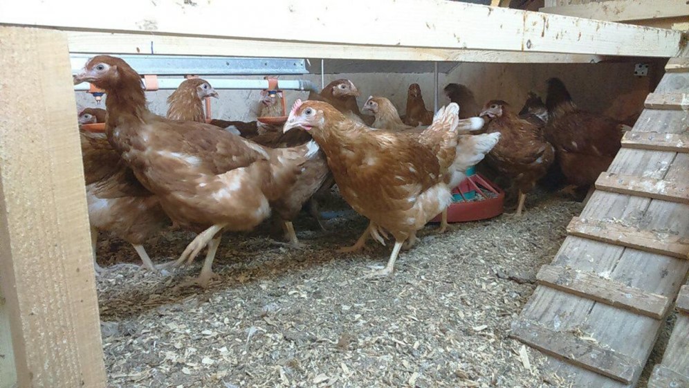 Купить Курей В Саратове Несушек