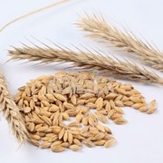 Крупа пшеничная (кутя) 1кг. Крупа пшеничная высшего сорта фасованная. фото