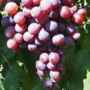 Саженцы винограда Герман оптом фотография