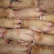Ноги свиные замороженные, Украина фото