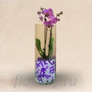 Орхидея в вазе фотография