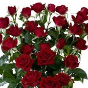 Ред Сенсейшн розы спрей красные Аскания-Флора red sensation of spray roses