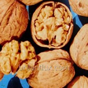 Саженцы грецкого ореха сорт Казаку фото