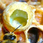 Куплю Молочко пчелиное маточное