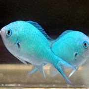 Рыба Хромис сине-зеленый Chromis viridis