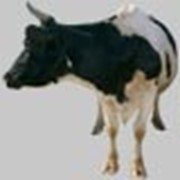 Заменитель Цельного Молока “Теленок Junior“ ( на растительной основе) от 40 дня телятам Shencon фотография