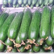 Огурцы без гмо и 100% биопродукты фото