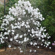 Магнолия Magnolia Stellata, h см 30-50 фотография