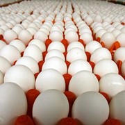 Яйца куриный оптом в Украине фото