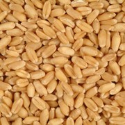 Пшеница 1,2,3,4 класса оптом фото