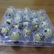 Упаковка для перепелиных яиц №12 фото