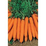 Морковь Амстердамска 1 кг