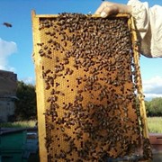 Пчелопакеты карпатской породы 4+1 фото