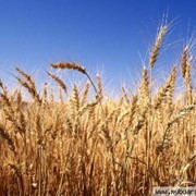 Закупка пшеницы фотография